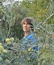 cueillette des olives 