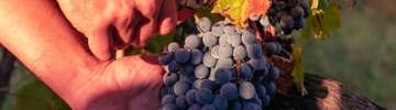 Domaine des Hauts Traversiers
