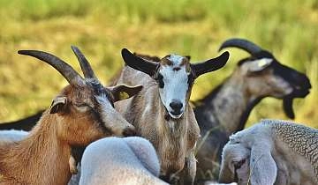 La Chèvrerie Provençale