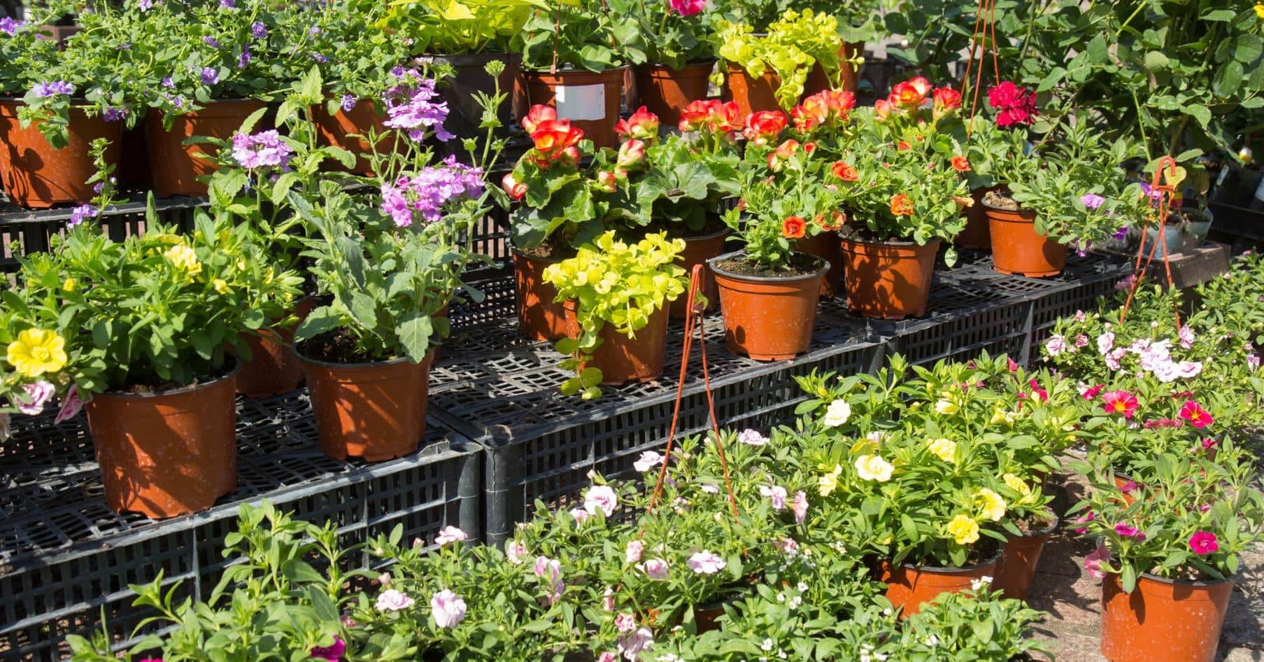 Un stand de fleurs à vendre