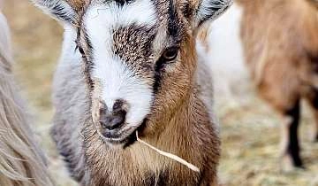 Les fermiers en herbe