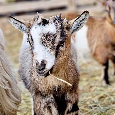 Les Fermiers en Herbe - Ferme pédagogique