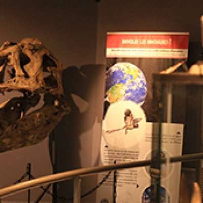 Exposition - Au temps des dinosaures