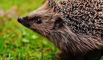 Mission Hérisson et Enquête Ecureuil_Pernes-les-Fontaines