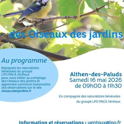Initiation au comptage des oiseaux des jardins
