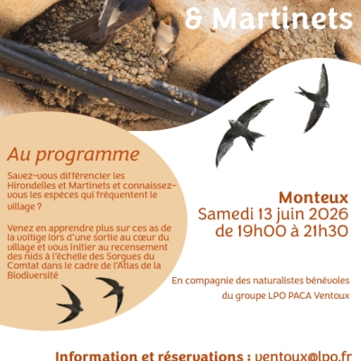 Inventaire participatif Hirondelles et Martinets