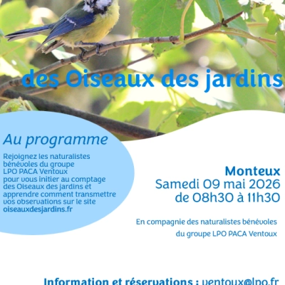 Initiation au comptage des oiseaux des jardins