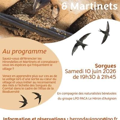 Inventaire participatif Hirondelles et Martinets