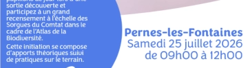 2026_Visuel Devine qui papillonne_Pernes-les-Fontaines.png